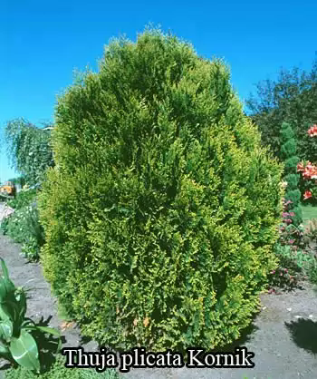   () ''<BR>Thuja 
            plicata 'Kornik'